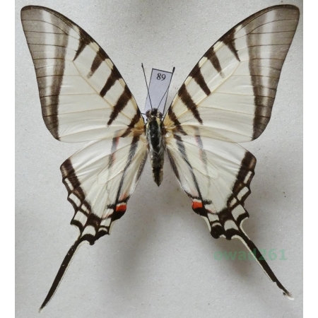 Graphium agesilaus Guerin & Percheron, 1835 Peru 64mm89